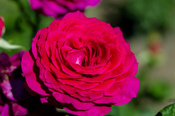 Rose red scarlet vermeil beautiful colorful close up soft focus