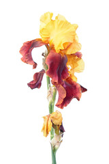 Variegata (yellow and burgundy) iris flowers close-up isolated on white background. Cultivar with yellow standards and burgundy falls from Tall Bearded (TB) iris garden group