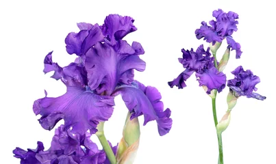 Schilderijen op glas Purple iris flower close-up isolated on white background. Cultivar with ruffled flower from Tall Bearded (TB) iris garden group © kazakovmaksim