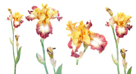 Obraz na płótnie Canvas Plicata (yellow standards and white falls with red border) iris flowers isolated on white background. Cultivar from Tall Bearded (TB) iris garden group