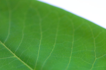 closeup of green leaf