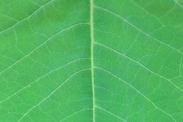 texture of green leaf
