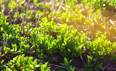 Fresh leaves of green young mint grow in the garden. Natural wallpaper. Aromatherapy. Selective focus.