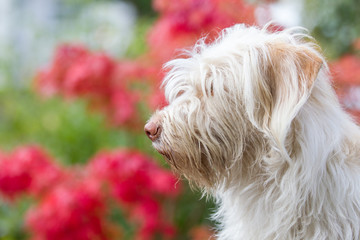 Hund im portrait
