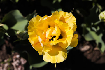 beautiful  tulip close up view nature background