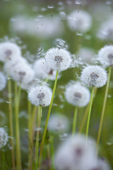 White fluffy dandelions in the meadow.Bright floral background.