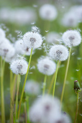 White fluffy dandelions in the meadow.Bright floral background.