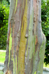 colored trunk of a rare exotic tropical tree iridescent eucalyptus