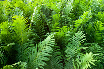 Background with a lot of fern plants.