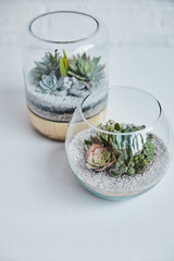 Close up view of decorative exotic succulents in glass flowerpots on white table