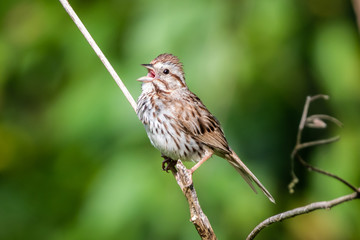 Song Sparrow