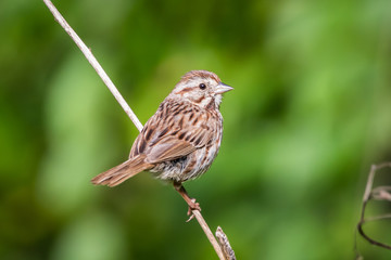 Song Sparrow