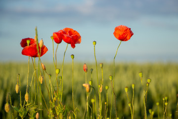 Obraz premium Czerwone maki kwitną na polu pszenicy zielonymi kłoskami.