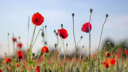 Red poppies bloom on a wheat field with green spikelets.