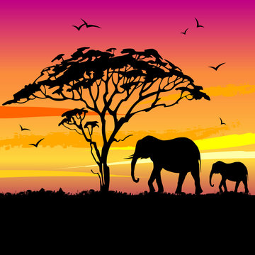 African landscape with black silhouettes of african tree acacia and elephants on sunset background. Vector illustration.