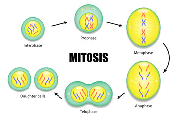Diagram of Mitosis vector ESP10 - obrazy, fototapety, plakaty