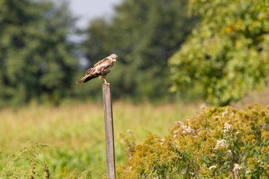 Ein Adlerbussard auf einem Holzpfahl bei der jagd bei starkem hitzeflimmern.