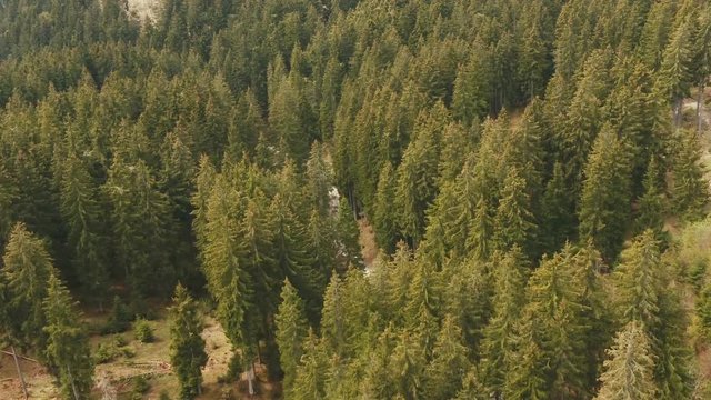 Forstweg im Wald mit Drohne 