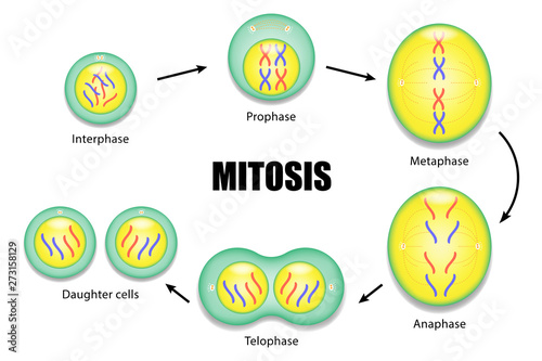 Image result for mitosis diagram