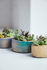 Selective focus of exotic succulents in flowerpots on white background