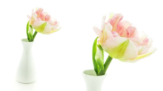 Timelapse of a light pink double peony tulip flower blooming on white background in a vase
