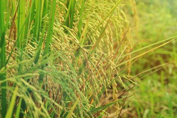 Selective focus of yellow rice, paddy ready to be harvested, in rice field. Agriculture and plant concept.