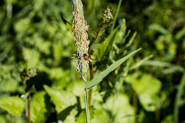 Grass mit Marienkäfer