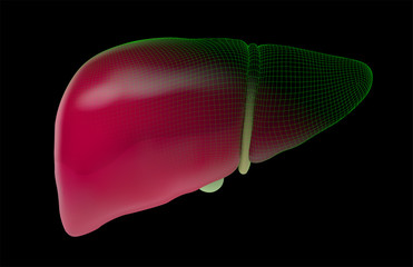 human liver. 3d vector. health and medicine.