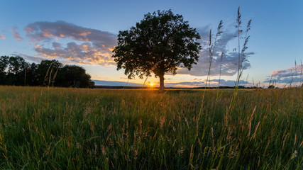 Summer panorama, beautiful sunset under a single tree in the Lüneburg Heath, Northern Germany