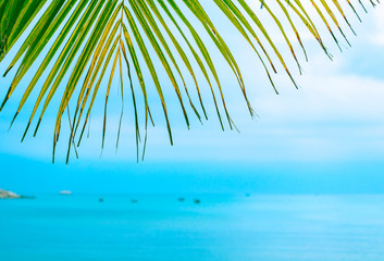 Fototapeta na wymiar Palm leaves against the sea