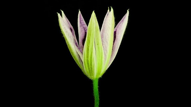 Timelapse of a blue clematis flower blooming on black background