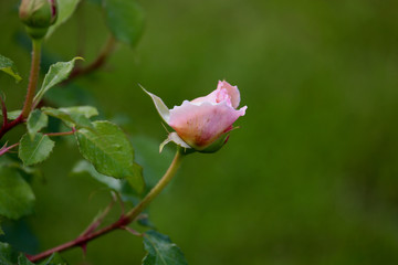 small pink rose