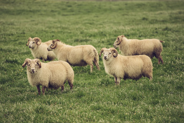 Obraz na płótnie Canvas Sheep grazing in Iceland