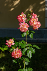 Pink roses on the background of the house