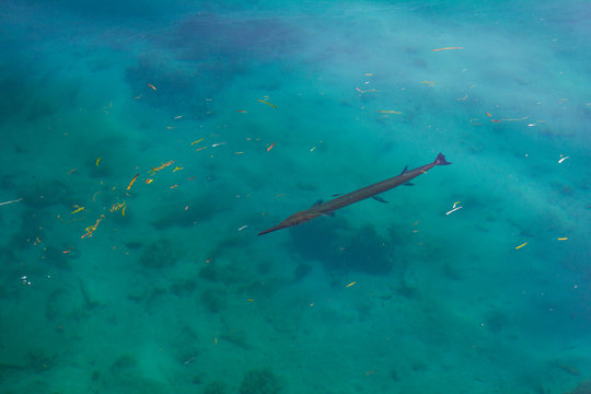 Needle fish swim in a clear and blue shallow water
