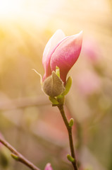Magnolia flower bud