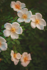 Beautiful white rose flowers with green leaves