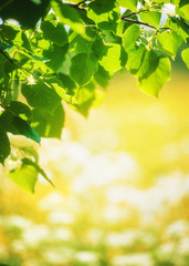 Summer background with green leaves in sunlight