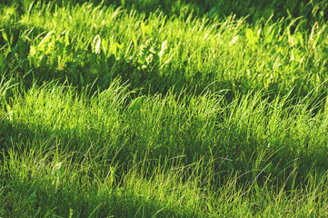 Green fresh grass texture background