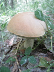 brown mushroom on a background of green grass