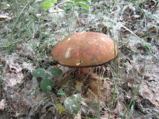brown mushroom on a background of green grass