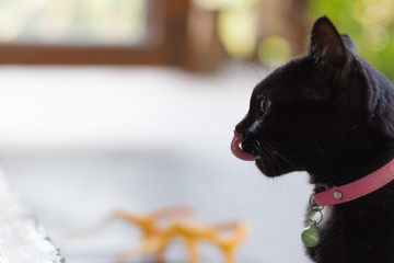 Black Cat use Tongue to clean Face.