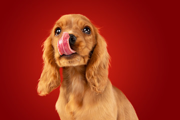 Perfect companion on the way. English cocker spaniel young dog is posing. Cute playful braun doggy or pet is sitting full of attention isolated on red background. Concept of motion, action, movement.