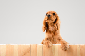 Waiting for parents. English cocker spaniel young dog is posing. Cute braun doggy or pet is lying...