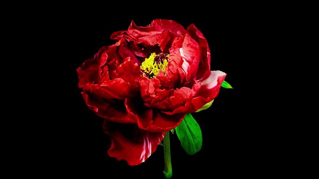 Timelapse of red peony flower blooming on black background
