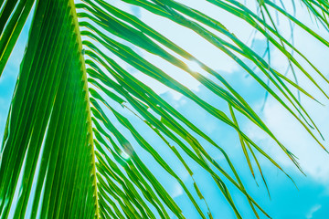 Behind a palm tree the sun and sea