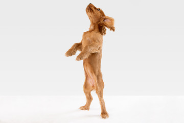 Pure youth crazy. English cocker spaniel young dog is posing. Cute playful white-braun doggy or pet...
