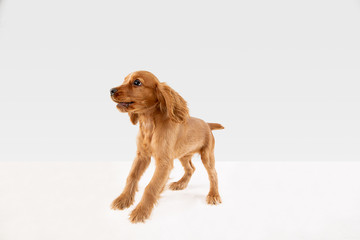Pure youth crazy. English cocker spaniel young dog is posing. Cute playful white-braun doggy or pet...