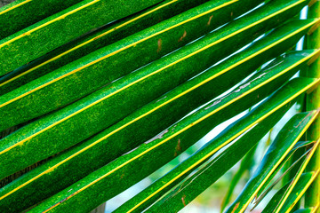Leaves on palm branch