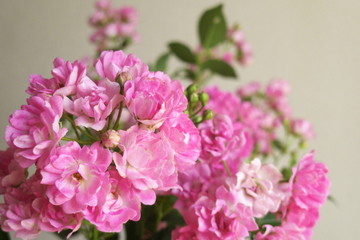 ピンクのミニバラ - Pink rose flowers